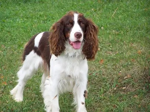 Ingliz Springer Spaniel tik turibdi