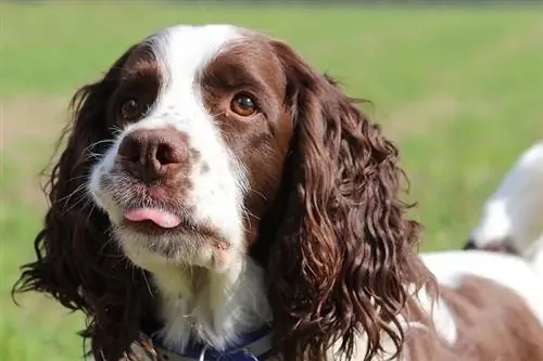 Lus Askiv Springer Spaniel Close up