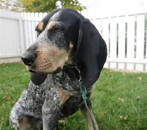 đóng lên bluetick coonhound