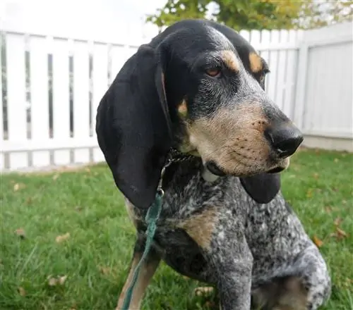 Bluetick Coonhound Breed Info, Pics, Personality & Ukweli