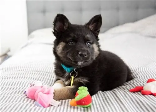 Akita Shepherd zmiešané rozkošné šteniatko