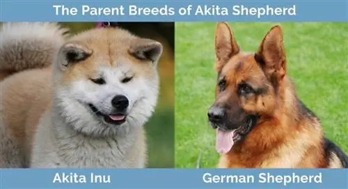 Rodičovské plemená Akita Shepherd