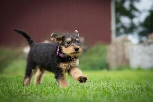 Štene Airedale terijera