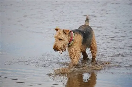 airedale in spiaggia