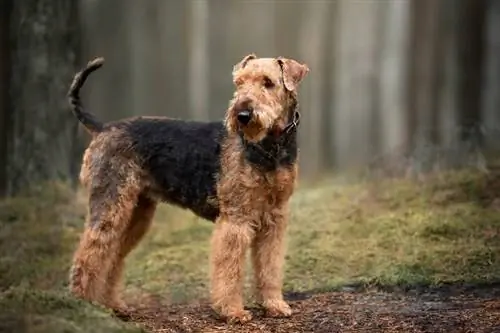 Airedale Terrier รูปภาพ ลักษณะ & ข้อเท็จจริง