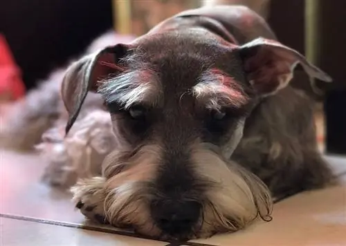 Schnauzer চুল কাটা