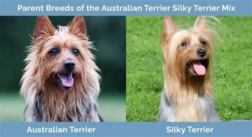 Racat mëmë të Mix Terrier Australian Silky Terrier