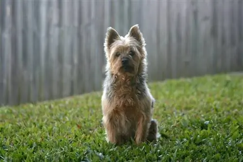 Perro terrier sedoso australiano