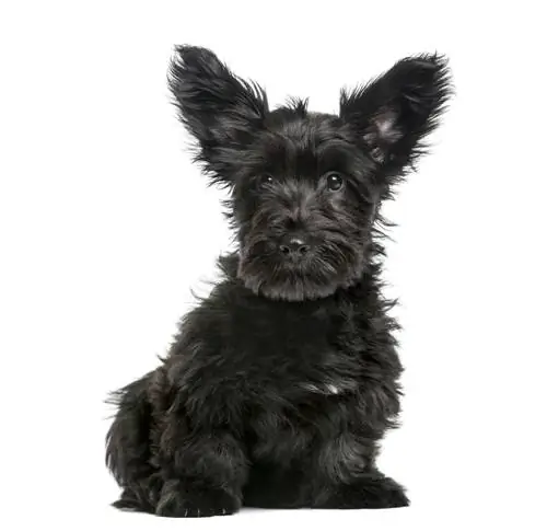 skye terrier valp