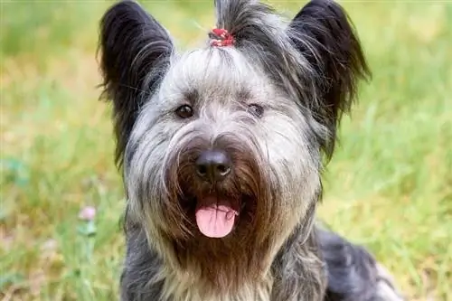 Skye Terrier Eyes_shutterstock_Akifyeva S لا تسبب الحساسية