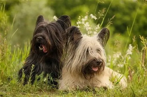 Skye Terrier Maklumat Baka Anjing, Gambar, Ciri-ciri & Fakta