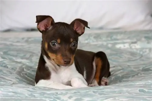 qenush rat terrier