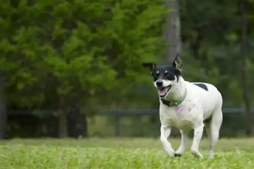 rat terrier