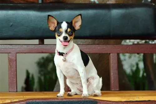 Mini Foxy Rat Terrier (American Rat Terrier & Mini Fox Terrier Mix) اطلاعات، تصاویر