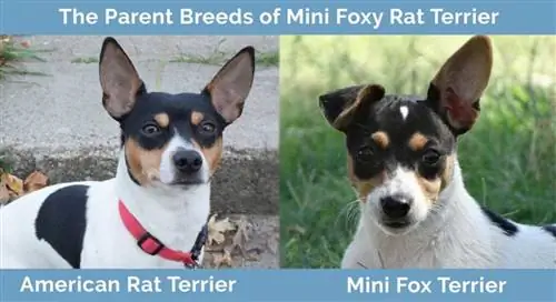 Les races parentales du Mini Foxy Rat Terrier