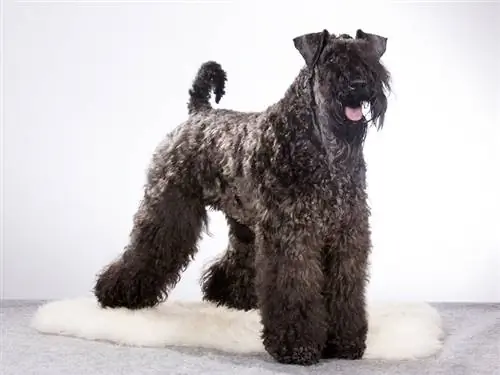 Kerry Blue Terrier