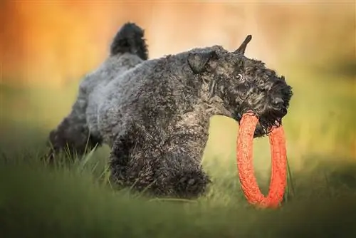 kerry blue terrier na may laruan