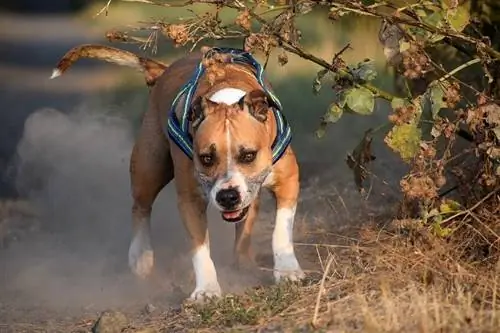 Informació sobre la raça de gossos Staffordshire Terrier americà, imatges, característiques & Fets