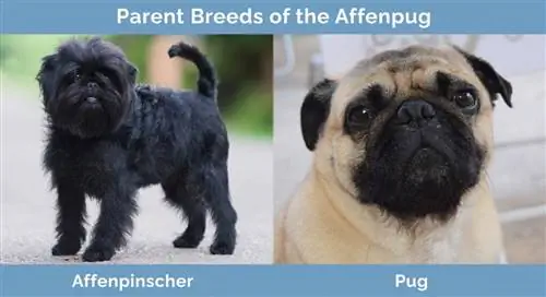 Parent Breeds of the Affenpug