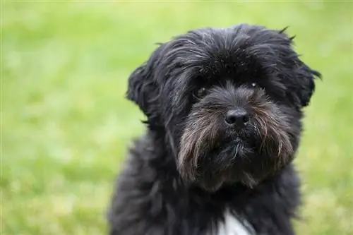 Affenmops (Affenpinscher & Mops-Mischung) Rasseinformationen, Bilder, Merkmale & Fakten