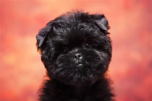 Cucciolo di Affenpinscher