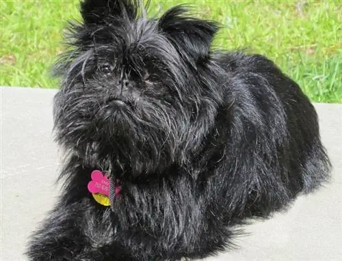 Affenpinscher