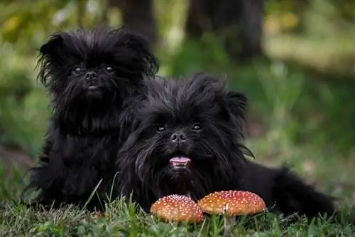 Informationen zur Hunderasse Affenpinscher: Bilder, Merkmale & Fakten