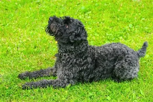 Giant Kerry Blue Schnauzer mix