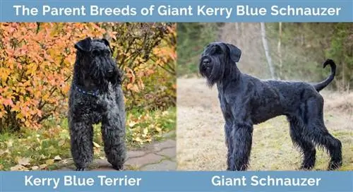 Föräldraraser av Giant Kerry Blue Schnauzer