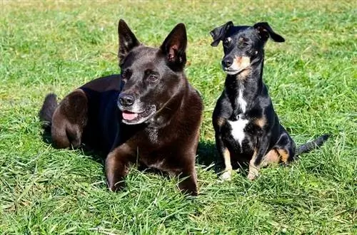 Working Kelpie Dog Breed Info: Picha, Sifa & Ukweli