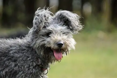 Hungarian Dog Breed Pumi_katinka bakos_shutterstock