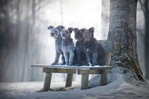 Razza di cane Pumi