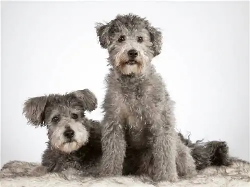 Deux chiens pumi dans un studio_jne valokuvaus_shutterstock