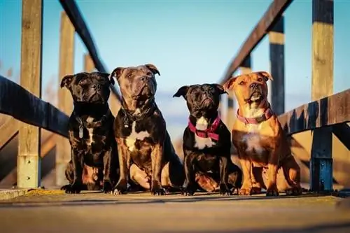 Staffordshire Bull Terrier ข้อมูลสายพันธุ์: รูปภาพ ลักษณะ & ข้อเท็จจริง