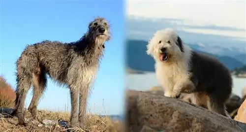 Old Deerhound Sheepdog Rasinformation: Bilder, egenskaper & Fakta