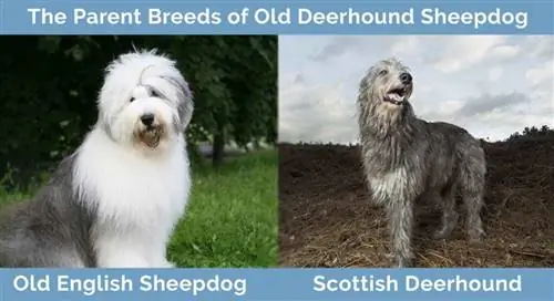 Cov niam txiv yug ntawm Qub Deerhound Sheepdog