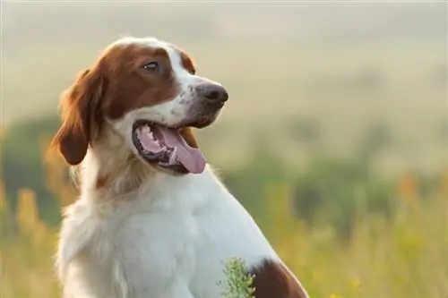 Portrait de chien, setter irlandais rouge et blanc sur fond de coucher de soleil doré_Glenkar_shutterstock