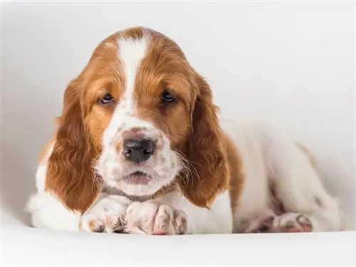 Sleepy chiot setter irlandais rouge et blanc