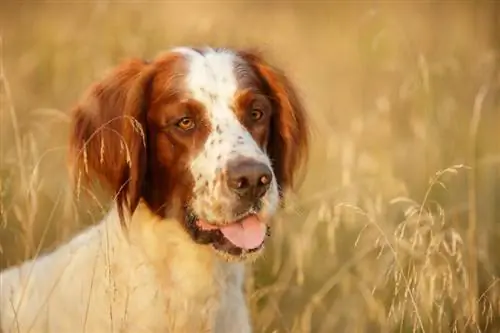 Portrait de Setter irlandais rouge et blanc dans le champ Outdoor_Natalia Fedosova_shutterstock