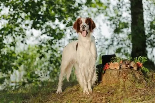 Setter irlandais rouge et blanc près des trophées_Glenkar_shutterstock