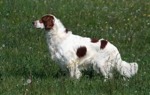 Chien setter irlandais rouge et blanc debout dans le champ_L Nagy_shutterstock