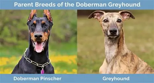 Races progenitores del llebrer Doberman