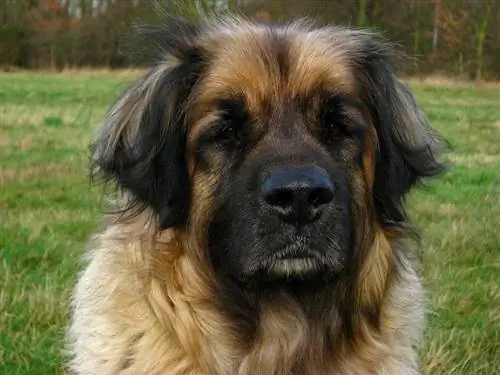 Leonberger da vicino