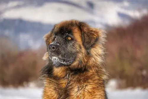 Leonberger ve sněhu