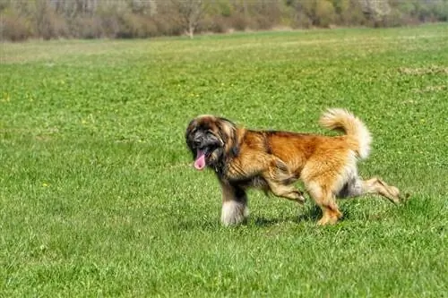 Leonberger in esecuzione