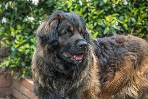 Informacije o pasmi psov leonberger: slike, osebnost & Dejstva