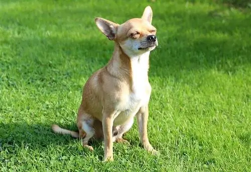 Chimo chien de race mixte