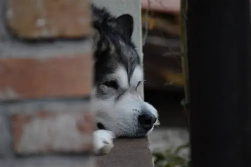 Alaskan Malamute-Gesicht