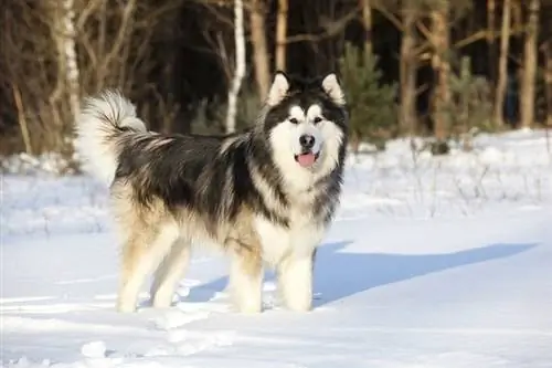 Informationen zur Hunderasse Alaskan Malamute: Bilder, Merkmale & Fakten