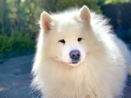 samojed zblízka